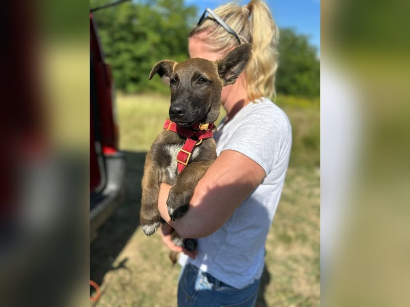 Giovanni, sensibler Mali-Dackelmix, ca. 6 Monate, ca. 35cm, ca. 13kg