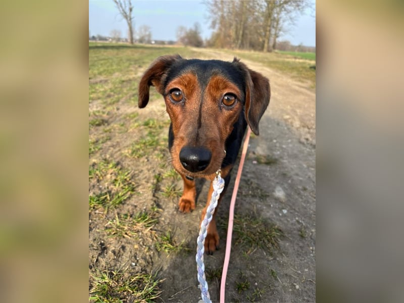 Nolang, schüchterner Herzenshund, ca. 1 Jahr, ca. 35 cm, ca. 8 kg *in 04613 Lucka*