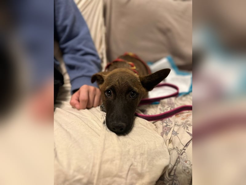 Giovanni, sensibler Mali-Dackelmix, ca. 6 Monate, ca. 35cm, ca. 13kg