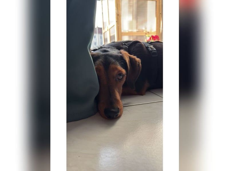 Nolang, schüchterner Herzenshund, ca. 1 Jahr, ca. 35 cm, ca. 8 kg *in 04613 Lucka*