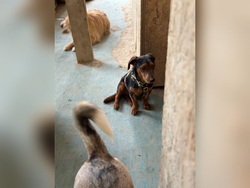 Nolang, schüchterner Herzenshund, ca. 1 Jahr, ca. 35 cm, ca. 8 kg *in 04613 Lucka*