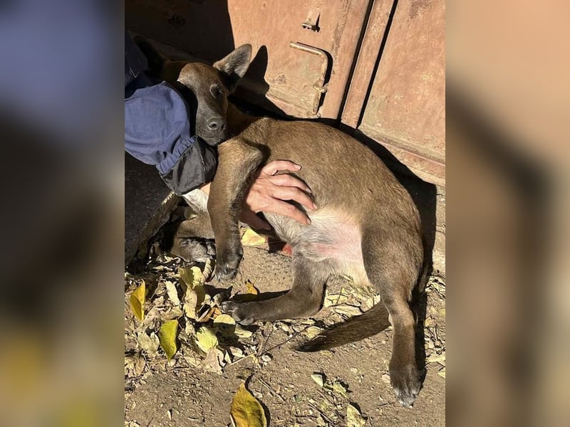 Giovanni, sensibler Mali-Dackelmix, ca. 6 Monate, ca. 35cm, ca. 13kg