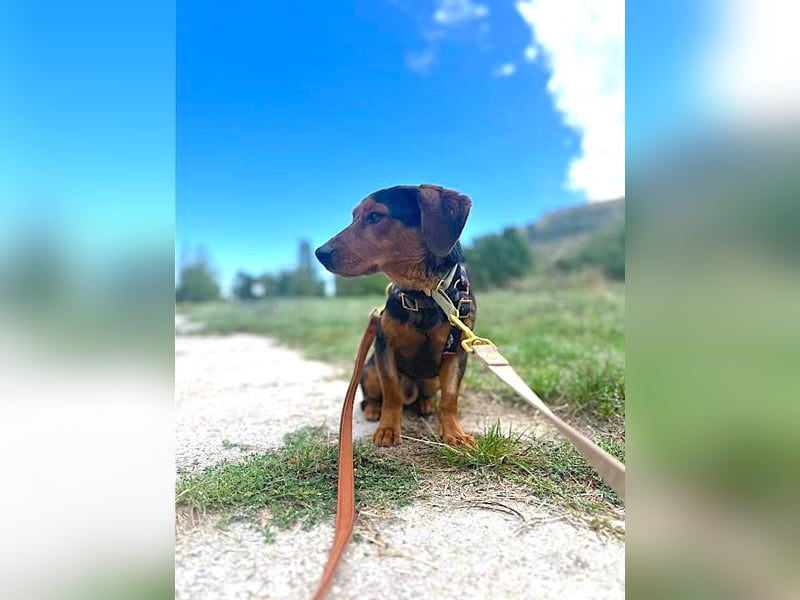 Nolang, schüchterner Herzenshund, ca. 1 Jahr, ca. 35 cm, ca. 8 kg *in 04613 Lucka*