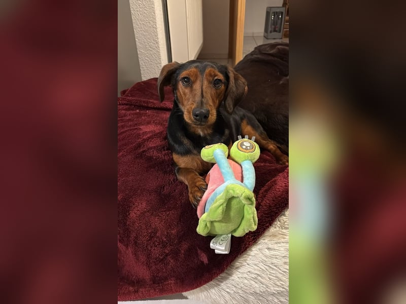 Nolang, schüchterner Herzenshund, ca. 1 Jahr, ca. 35 cm, ca. 8 kg *in 04613 Lucka*