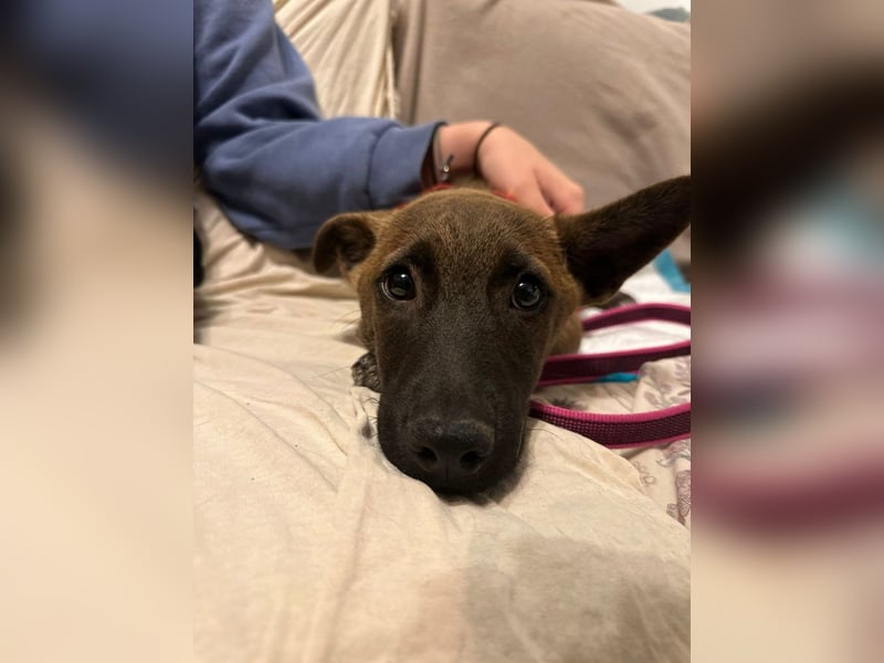 Giovanni, sensibler Mali-Dackelmix, ca. 6 Monate, ca. 35cm, ca. 13kg