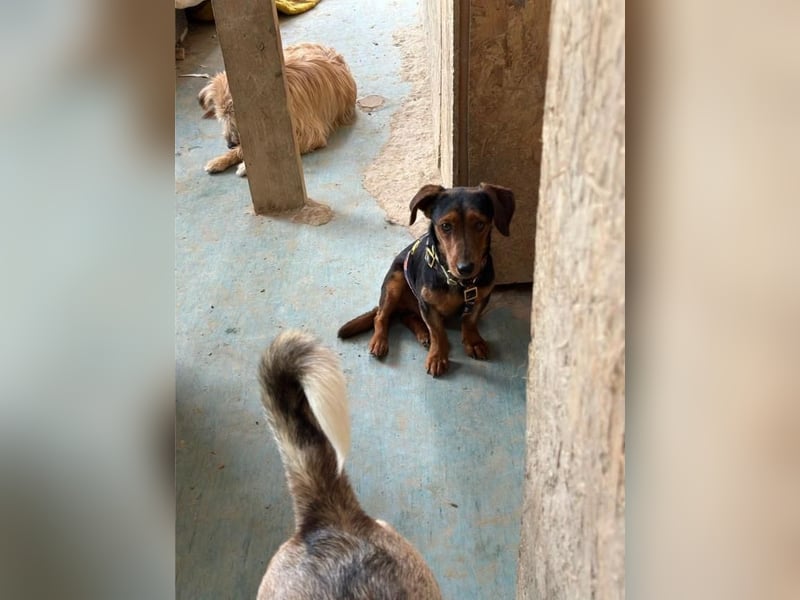 Nolang, schüchterner Herzenshund, ca. 1 Jahr, ca. 35 cm, ca. 8 kg *in 04613 Lucka*