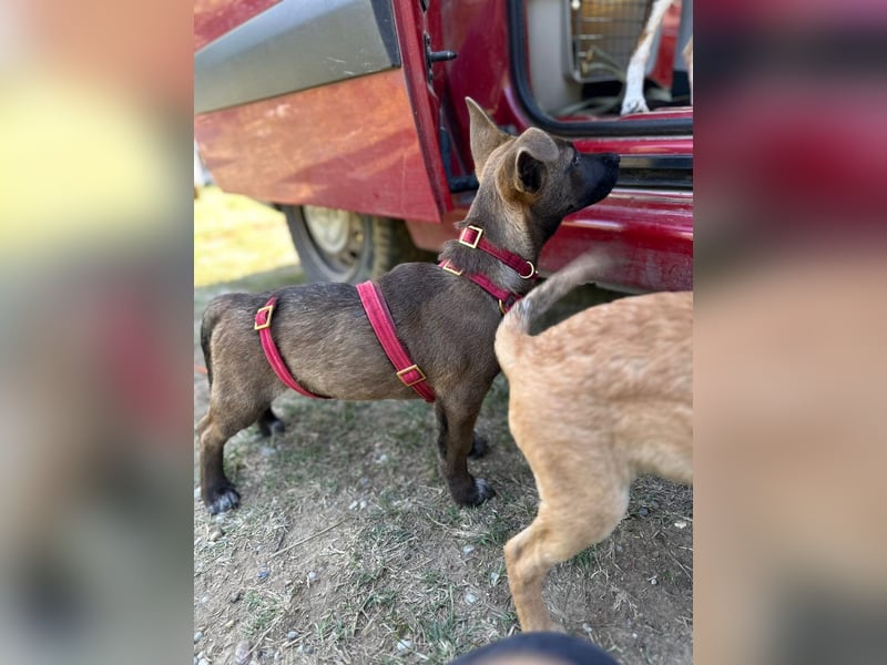 Giovanni, sensibler Mali-Dackelmix, ca. 6 Monate, ca. 35cm, ca. 13kg