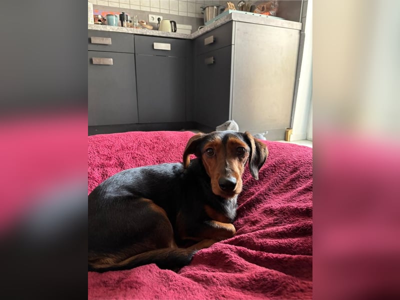 Nolang, schüchterner Herzenshund, ca. 1 Jahr, ca. 35 cm, ca. 8 kg *in 04613 Lucka*