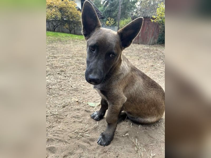 Giovanni, sensibler Mali-Dackelmix, ca. 6 Monate, ca. 35cm, ca. 13kg