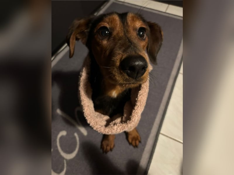 Nolang, schüchterner Herzenshund, ca. 1 Jahr, ca. 35 cm, ca. 8 kg *in 04613 Lucka*