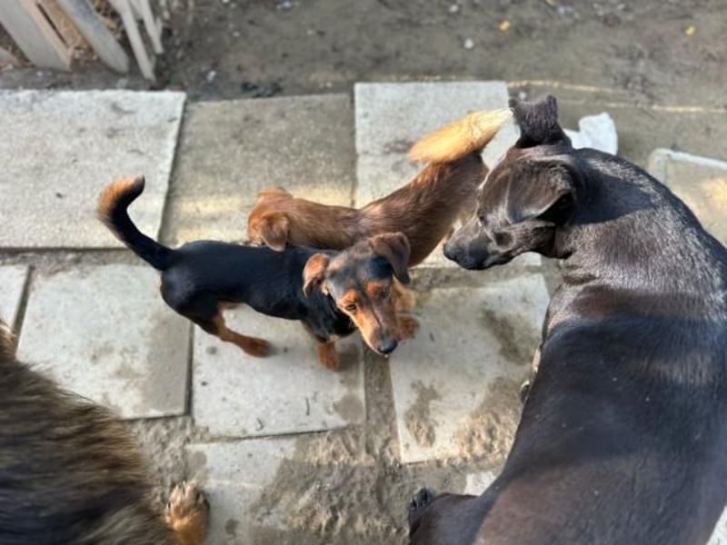 Nolang, schüchterner Herzenshund, ca. 1 Jahr, ca. 35 cm, ca. 8 kg *in 04613 Lucka*