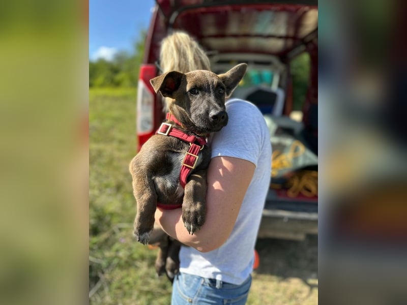 Giovanni, sensibler Mali-Dackelmix, ca. 6 Monate, ca. 35cm, ca. 13kg