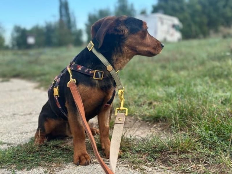 Nolang, schüchterner Herzenshund, ca. 1 Jahr, ca. 35 cm, ca. 8 kg *in 04613 Lucka*