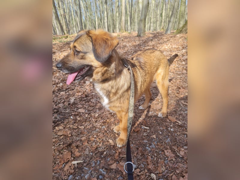 Sunshine,  1 Jahr, Dackel-Beagle-Schäferhund-Mix