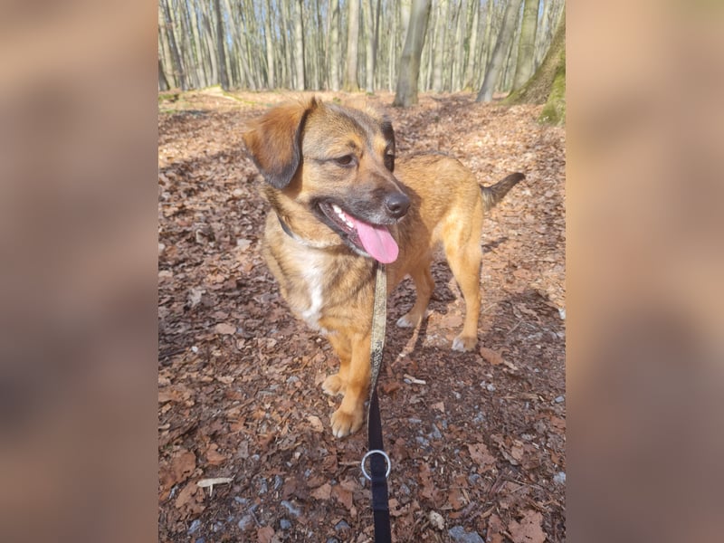 Sunshine,  1 Jahr, Dackel-Beagle-Schäferhund-Mix