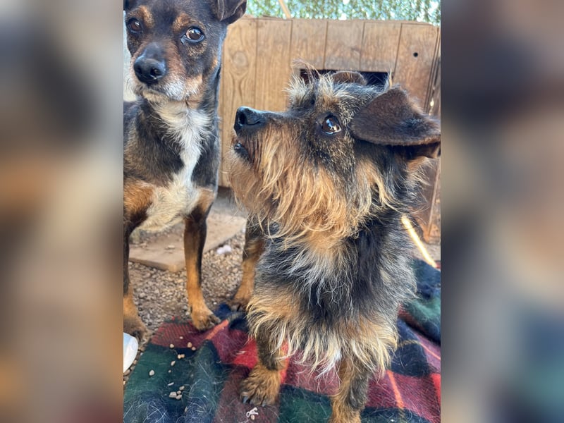 Kleiner TIKO sucht liebevolles Zuhause