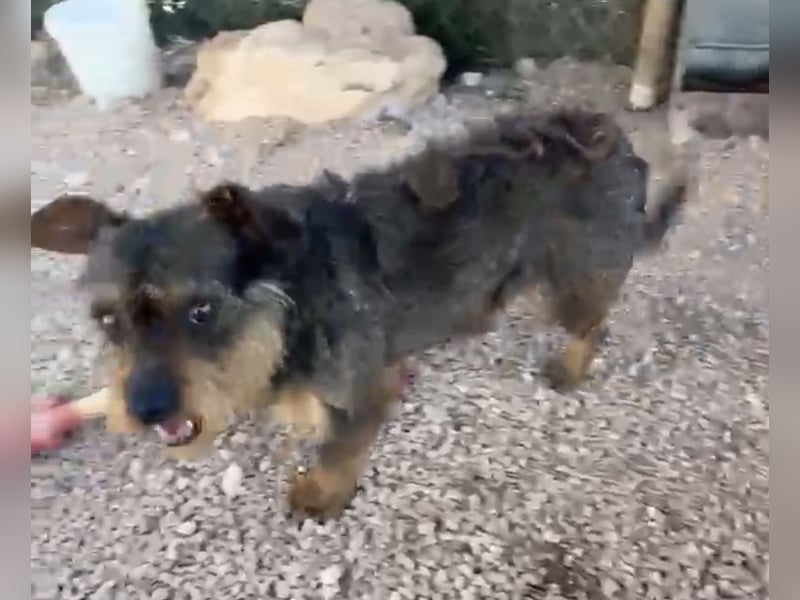 Kleiner TIKO sucht liebevolles Zuhause