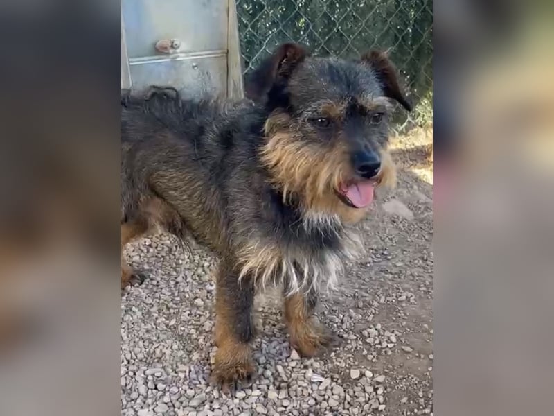 Kleiner TIKO sucht liebevolles Zuhause