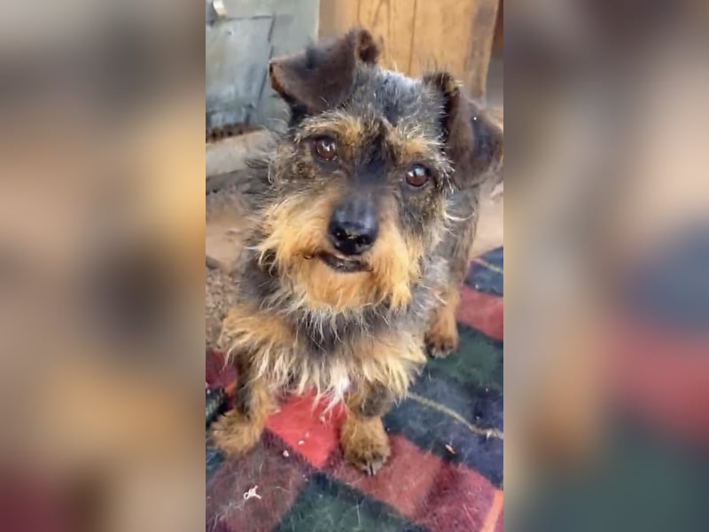 Kleiner TIKO sucht liebevolles Zuhause