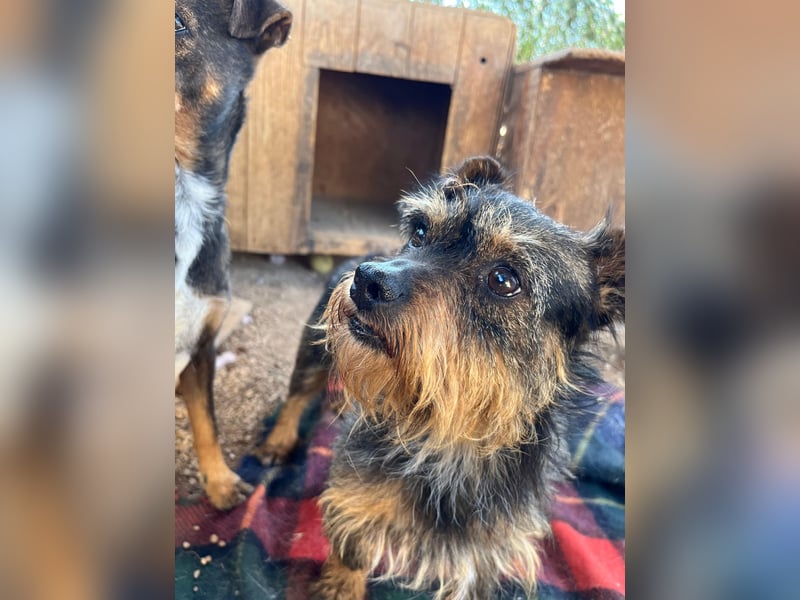 Kleiner TIKO sucht liebevolles Zuhause