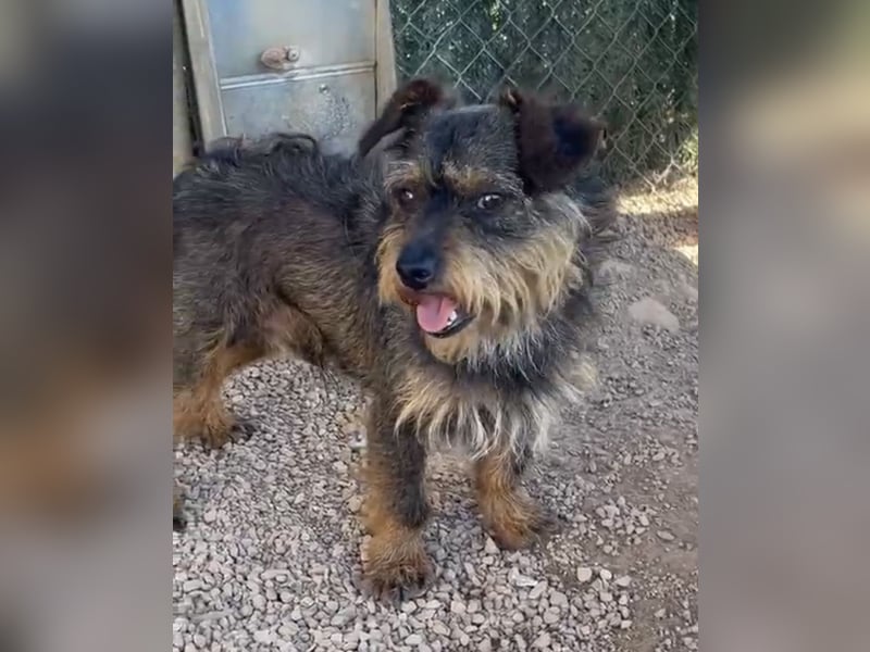 Kleiner TIKO sucht liebevolles Zuhause