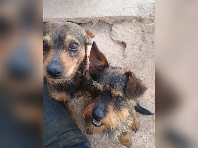 Kleiner TIKO sucht liebevolles Zuhause