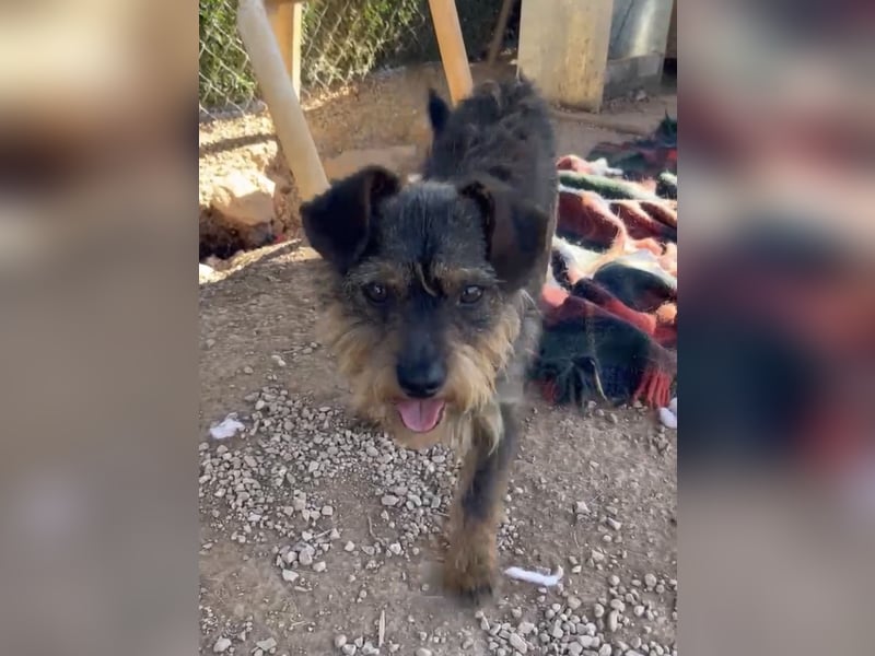 Kleiner TIKO sucht liebevolles Zuhause