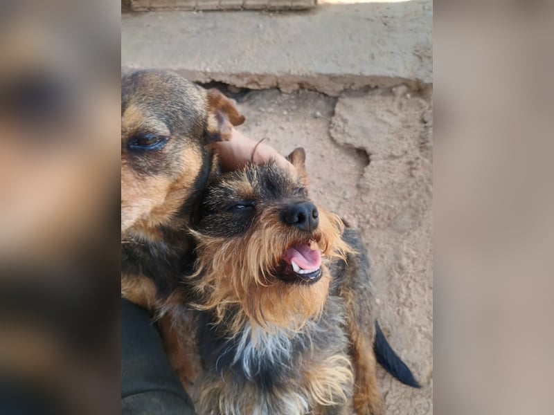 Kleiner TIKO sucht liebevolles Zuhause
