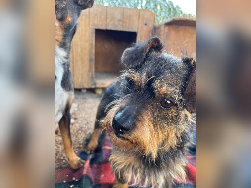 Kleiner TIKO sucht liebevolles Zuhause