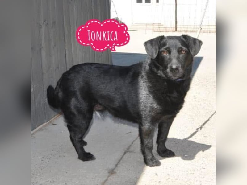 Tonkica ein absoluter Schatz