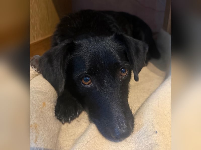 Tonkica ein absoluter Schatz