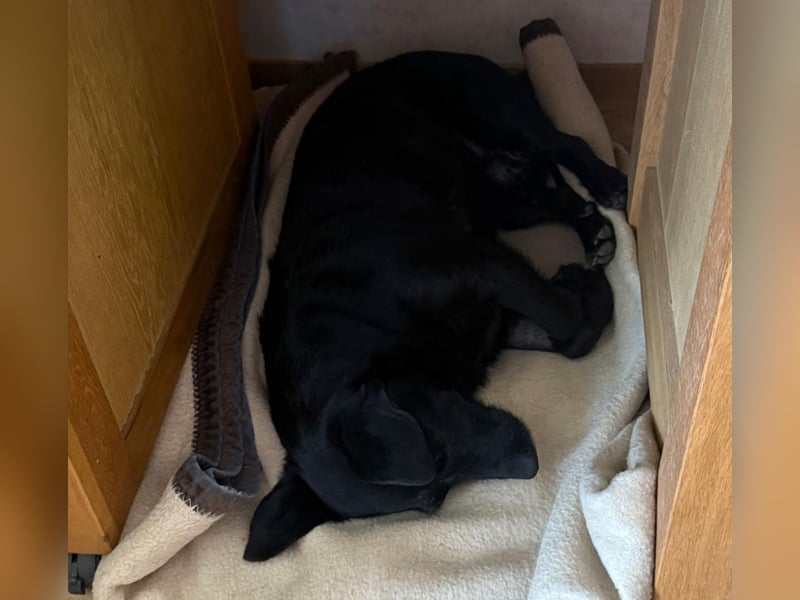 Tonkica ein absoluter Schatz