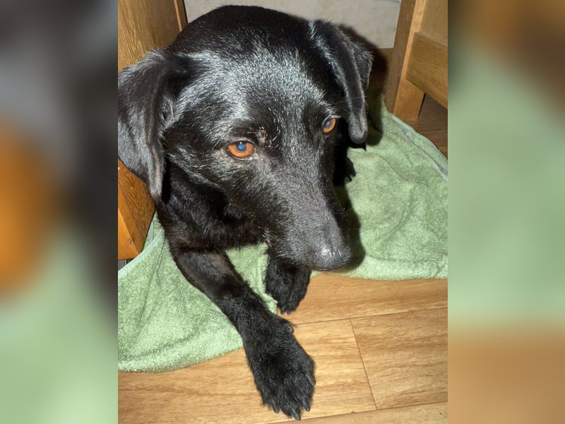 Tonkica ein absoluter Schatz