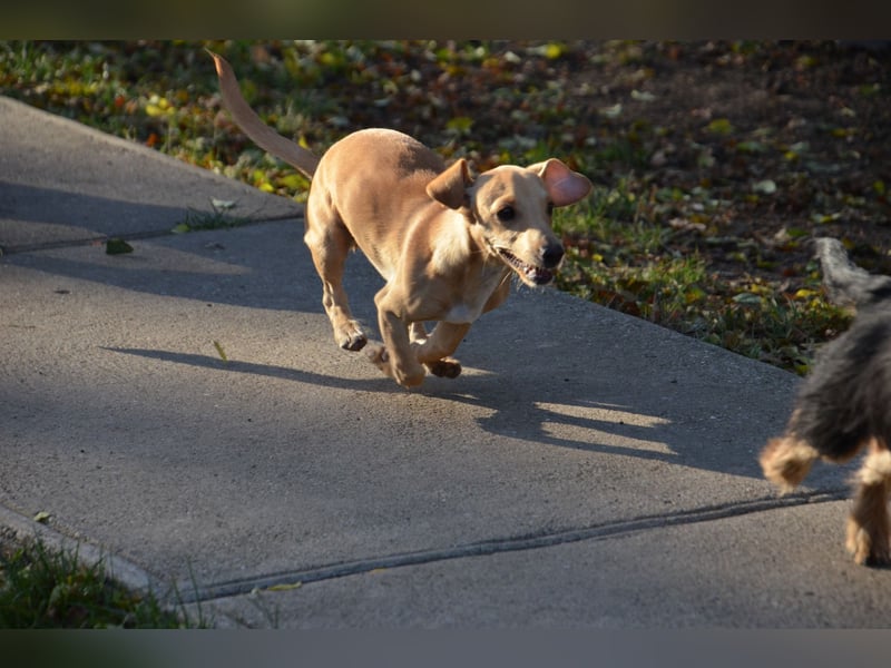 Sonnenschein Pille sucht ihr Körbchen