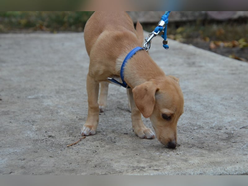 Sonnenschein Pille sucht ihr Körbchen