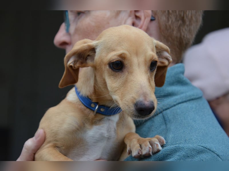Sonnenschein Pille sucht ihr Körbchen