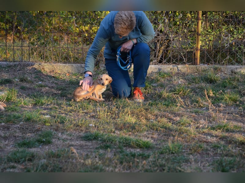 Sonnenschein Pille sucht ihr Körbchen