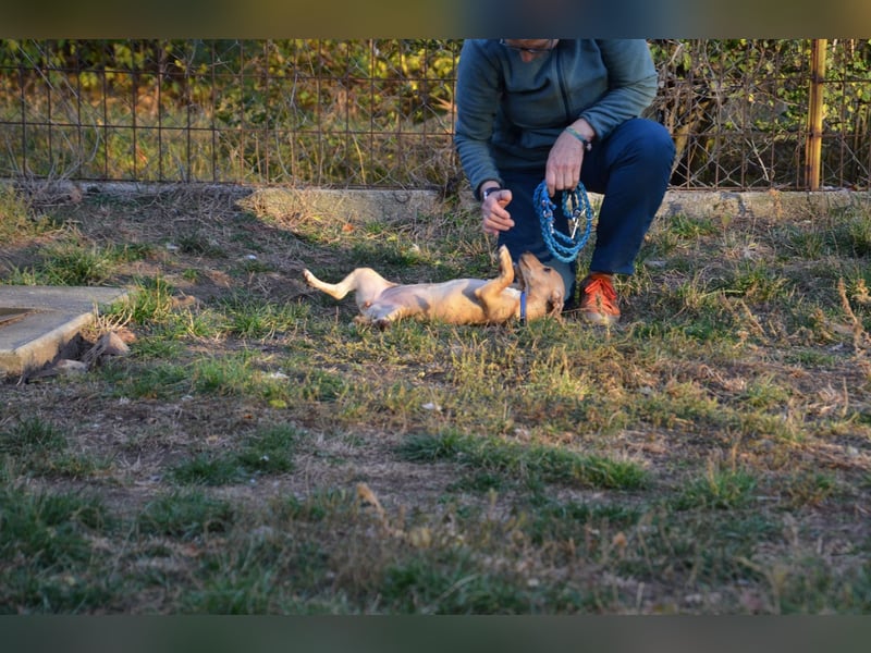 Sonnenschein Pille sucht ihr Körbchen