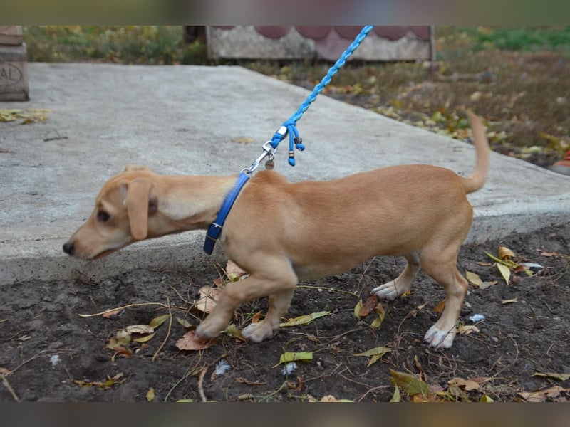 Sonnenschein Pille sucht ihr Körbchen
