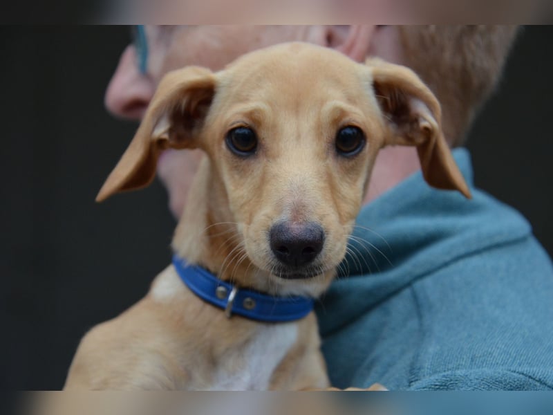 Sonnenschein Pille sucht ihr Körbchen