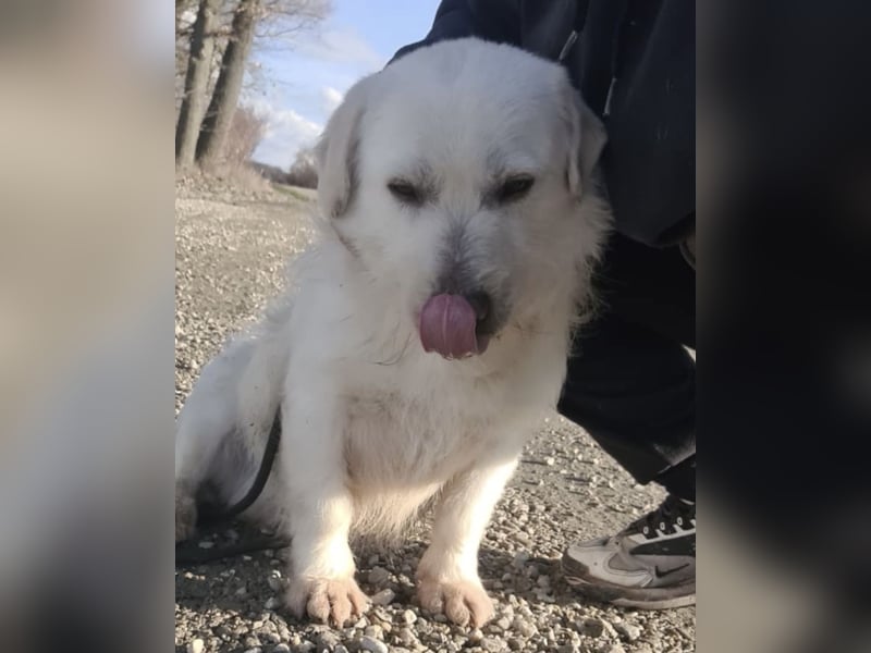 Furby ein kleiner weißer Engel