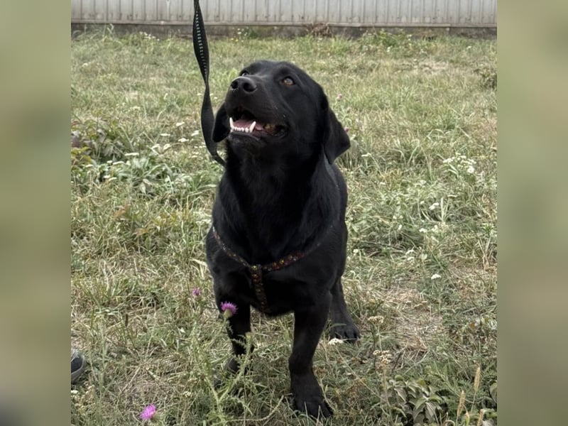 Brut ein kleiner Traumhund Brut ein kleiner Traumhund