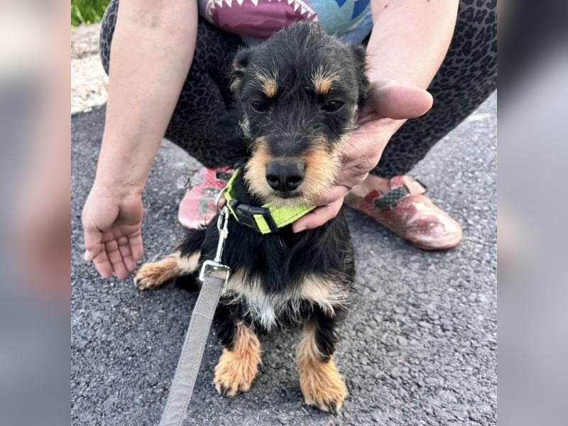 Dolly ein kleines Welpenmädchen