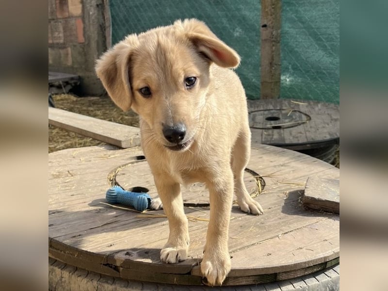 Lin ein verspielter freundlicher