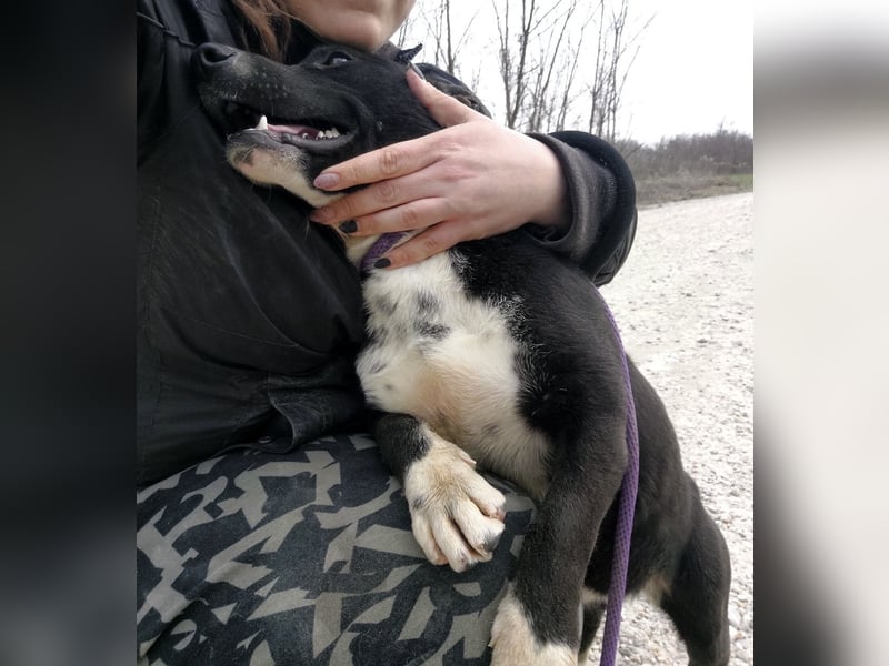 Amelie eine kleine freundliche Hündin