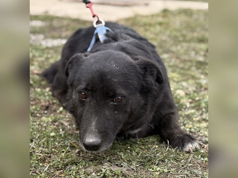 Pelle ein super lieber Hundebub