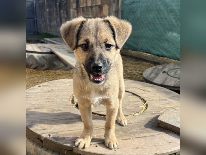 Tin run kleiner freundlicher Zwerg