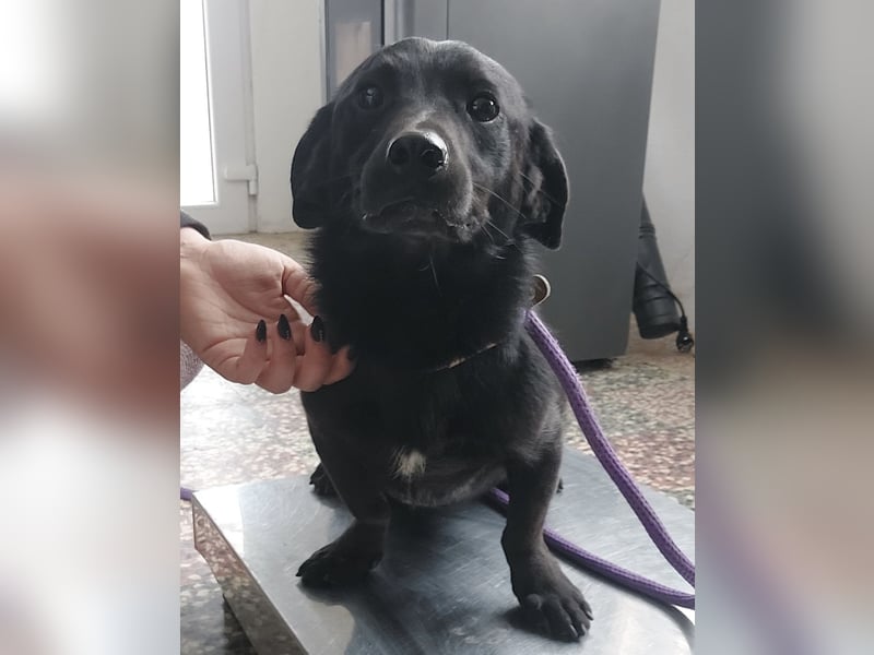 Elowen ein schwarzer Sonnenschein