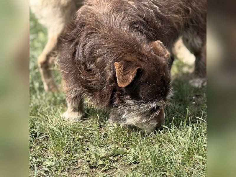 Labubu - sucht seinen Seelen-Mensch