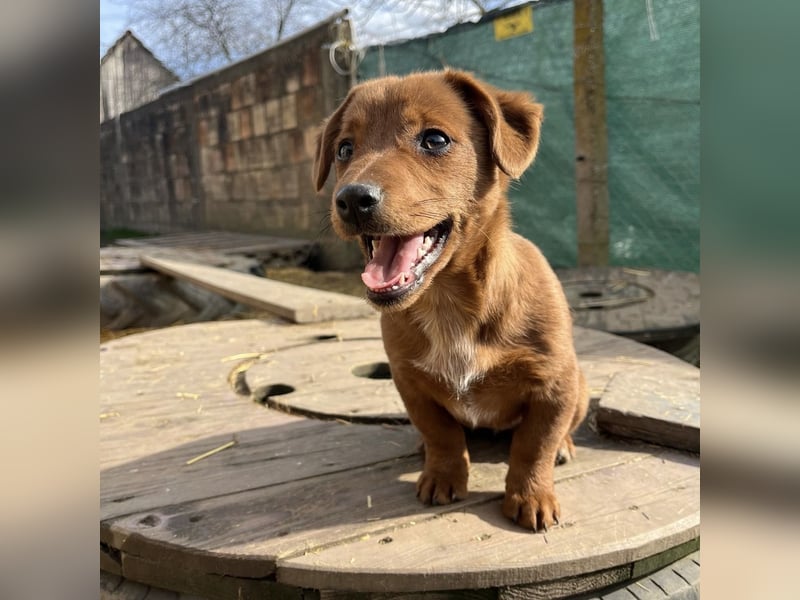 Bina ein freundliches Hundemädchen